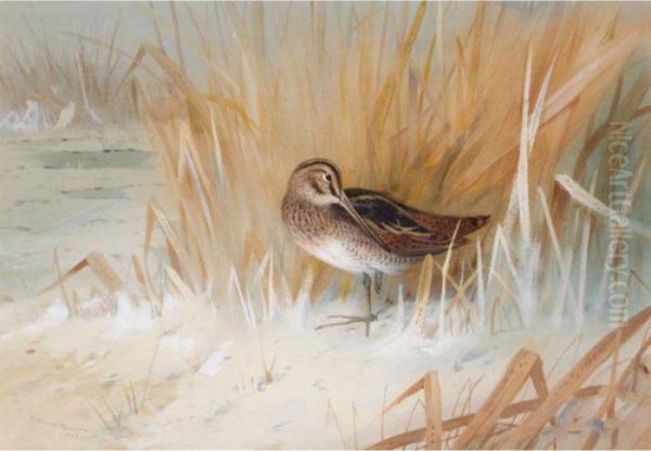 Snipe Oil Painting by Archibald Thorburn