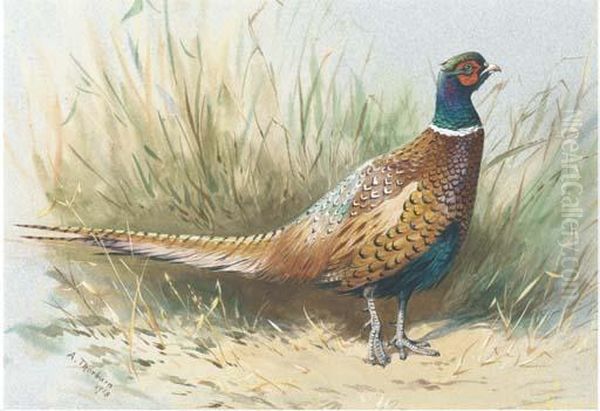 A Pheasant Oil Painting by Archibald Thorburn