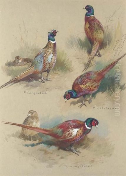 Pheasants Oil Painting by Archibald Thorburn