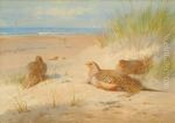 Sand Grouse Oil Painting by Archibald Thorburn