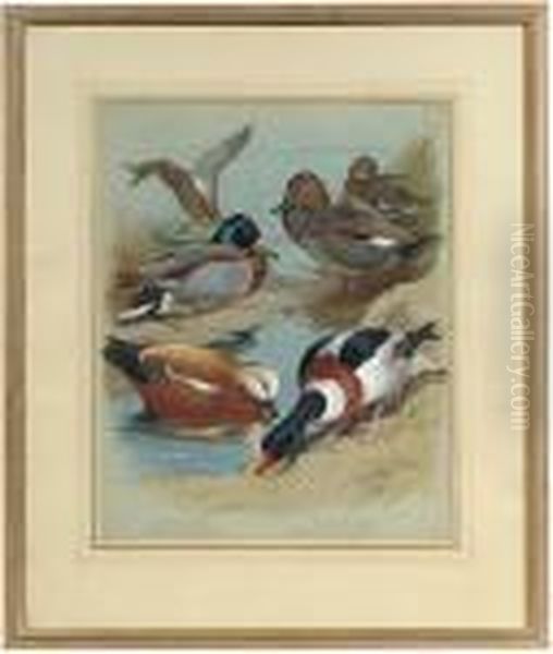 Mallard, Gadwall, Ruddy Shelduck, Common Shelduck Oil Painting by Archibald Thorburn