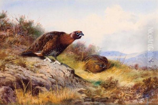 Red Grouse On The Moor Oil Painting by Archibald Thorburn