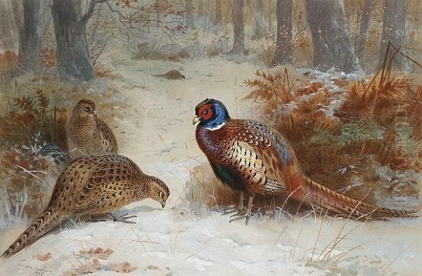 Pheasants Foraging In A Snowy Wood Oil Painting by Archibald Thorburn