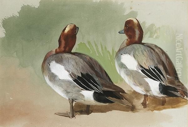 A Study Of Two Widgeon Drake Oil Painting by Archibald Thorburn