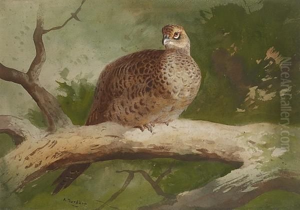 A Hen Pheasant Perched On A Branch by Archibald Thorburn