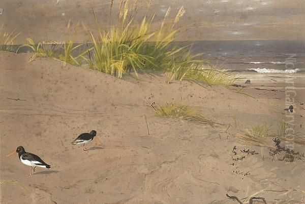 Oystercatchers On The Dunes Oil Painting by Archibald Thorburn