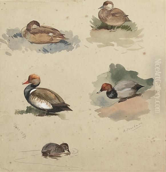 Studies Of Pochard And Red-crested Pochard Oil Painting by Archibald Thorburn