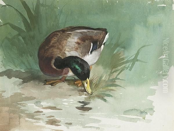 A Mallard Drake Feeding At A The Water's Edge Oil Painting by Archibald Thorburn