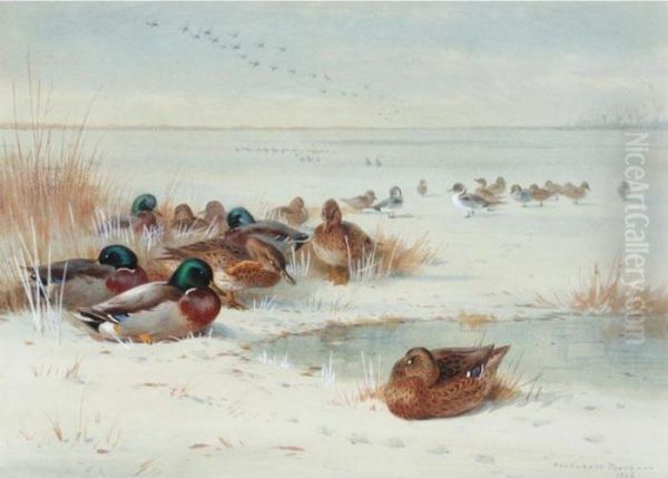 The Frozen Fen - Mallard And Pintail Oil Painting by Archibald Thorburn