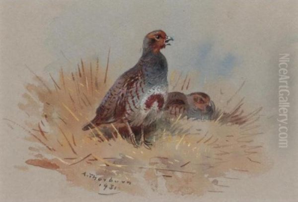 Partridges Oil Painting by Archibald Thorburn