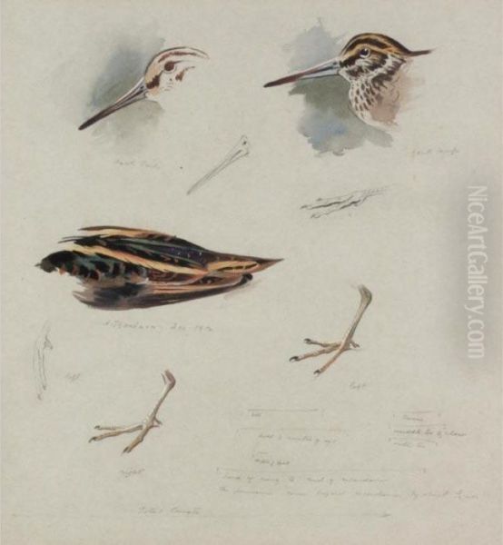 Studies Of Snipe Oil Painting by Archibald Thorburn