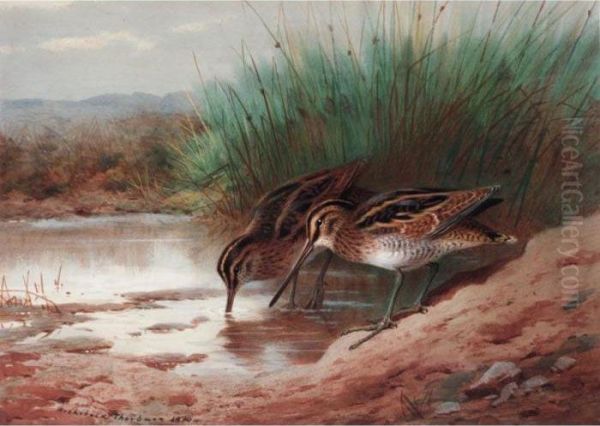 Snipe Drinking Among The Reeds Oil Painting by Archibald Thorburn