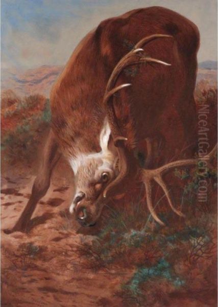 Red Stag Fraying Oil Painting by Archibald Thorburn