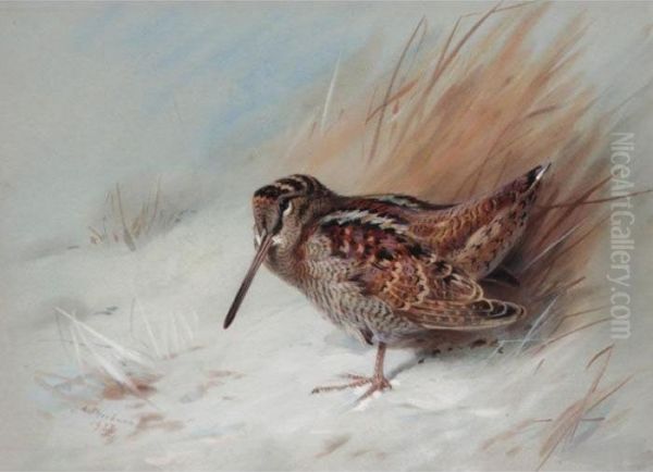 Woodcock Oil Painting by Archibald Thorburn