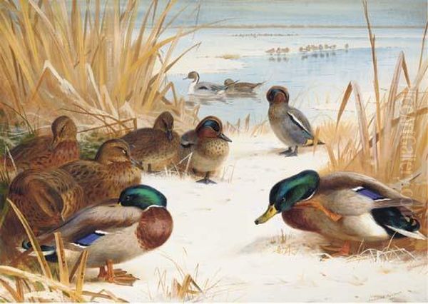 Mallard And Teal In The Snow Oil Painting by Archibald Thorburn