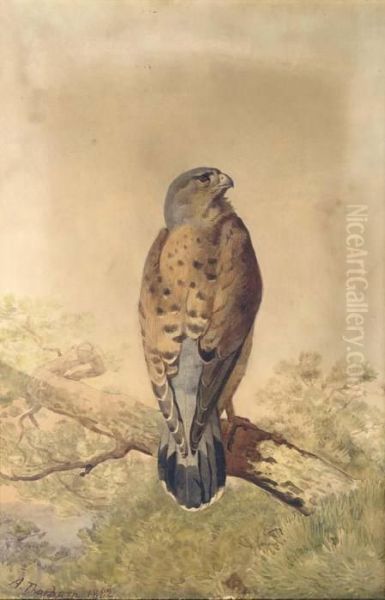 Kestrel Oil Painting by Archibald Thorburn