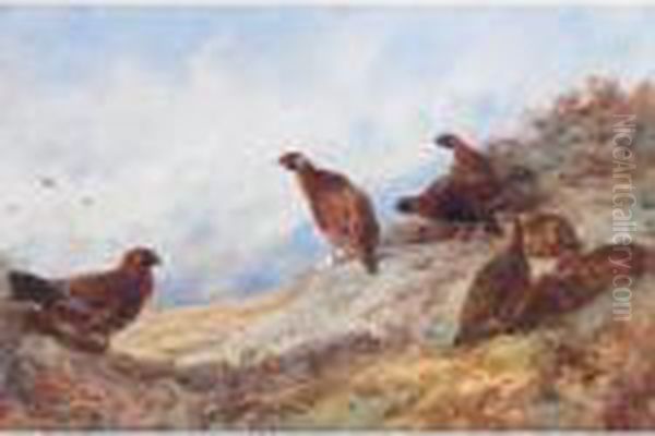 Cock And Hen Red Grouse High On The Moor Oil Painting by Archibald Thorburn