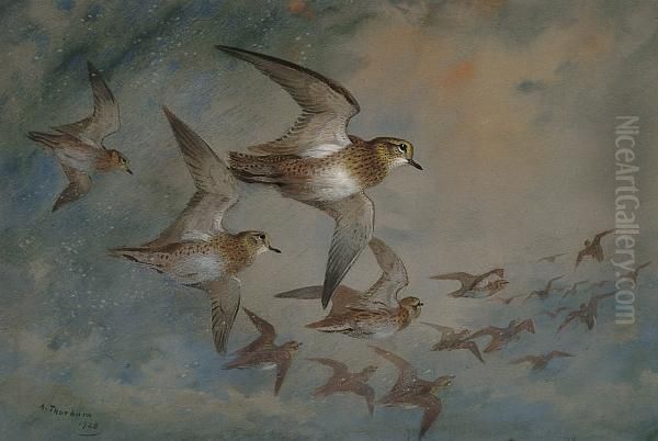 Golden Plovers In Flight Oil Painting by Archibald Thorburn