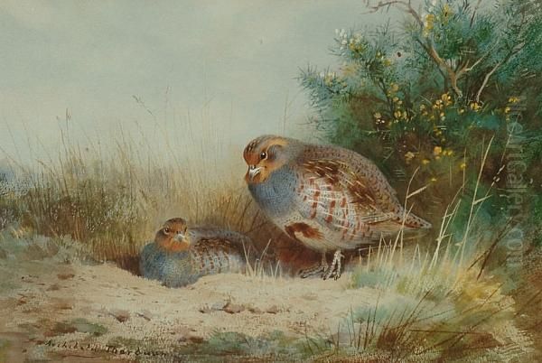 Nesting Grey Partridge In Cover Oil Painting by Archibald Thorburn