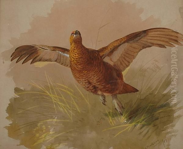 Grouse In Flight Oil Painting by Archibald Thorburn