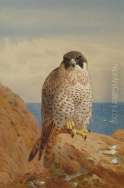 Peregrine Falcon Oil Painting by Archibald Thorburn