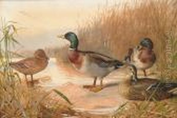 Mallard On The Water's Edge Oil Painting by Archibald Thorburn