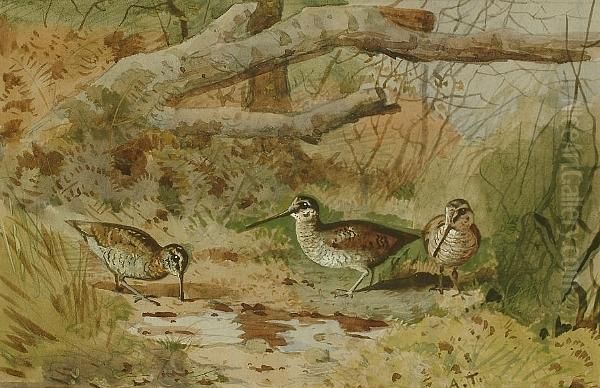 Woodcock Oil Painting by Archibald Thorburn