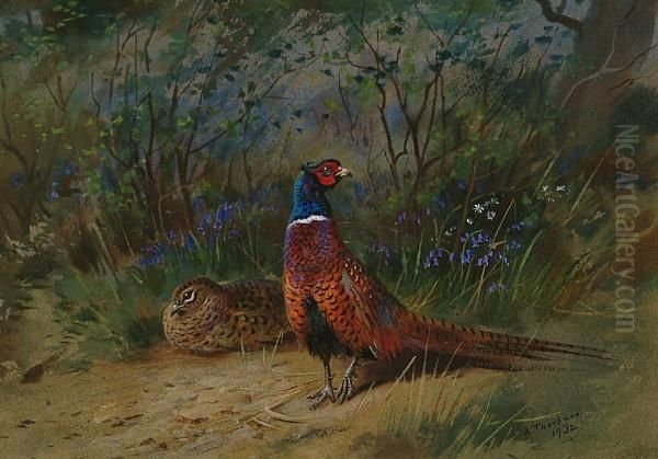 Pheasants In A Bluebell Wood Oil Painting by Archibald Thorburn