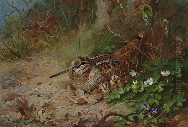 A Woodcock And Its Young by Archibald Thorburn