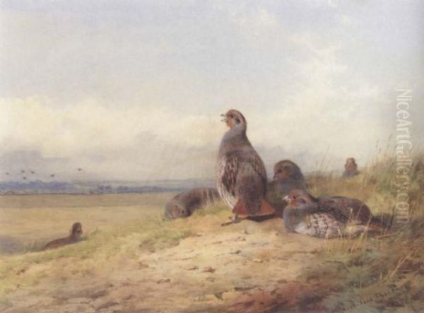 Red Partridges Oil Painting by Archibald Thorburn