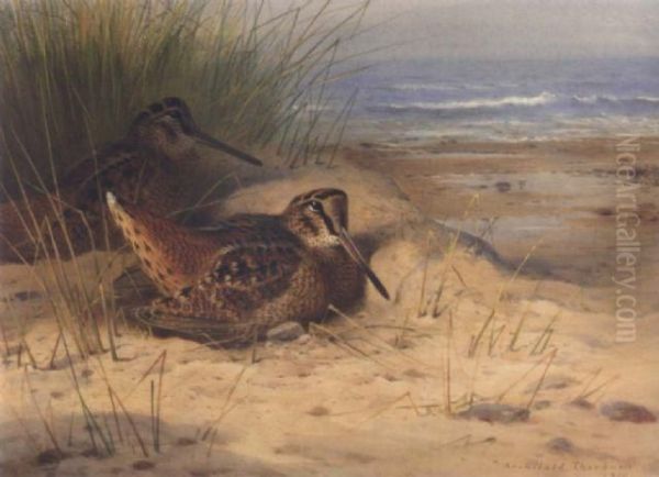 Woodcock Nesting On A Beach Oil Painting by Archibald Thorburn