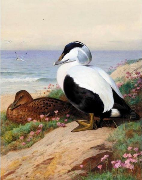 Common Eider Ducks Oil Painting by Archibald Thorburn