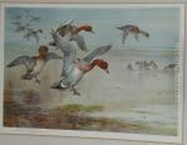 Widgeon Alighting Oil Painting by Archibald Thorburn