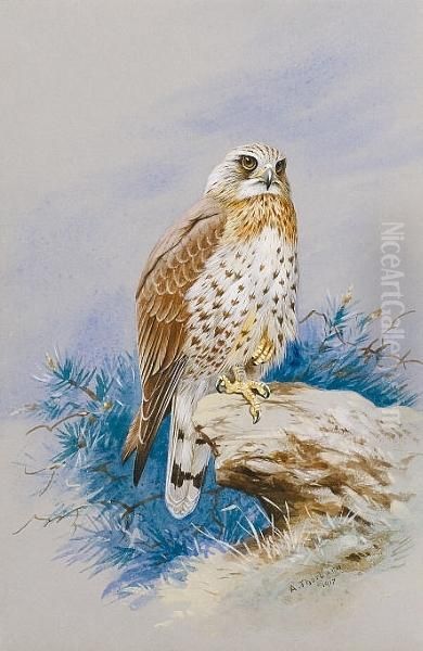 A Rough Legged Buzzard, Buteo Lagopus Oil Painting by Archibald Thorburn