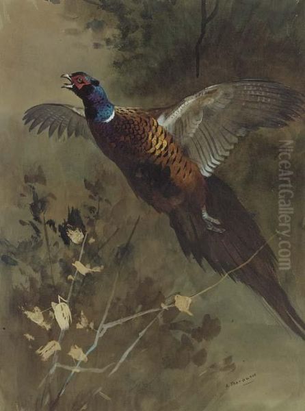 A Cock Pheasant In Flight Oil Painting by Archibald Thorburn