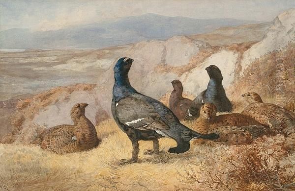 Black Cock Disturbed Oil Painting by Archibald Thorburn