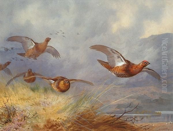 Grouse In Flight Accross An Extensive Highland Landscape Oil Painting by Archibald Thorburn