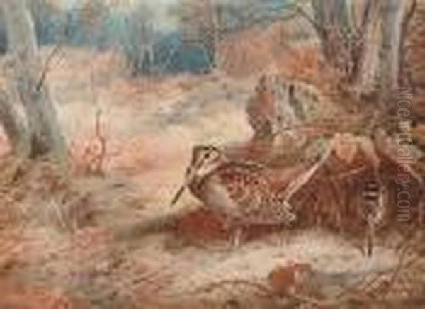 Woodcock Oil Painting by Archibald Thorburn