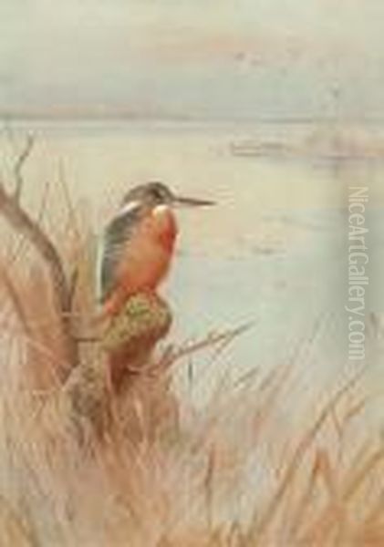 Kingfisher Oil Painting by Archibald Thorburn