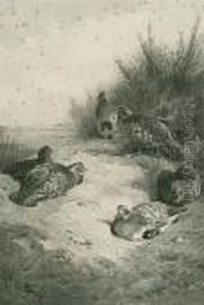 Partridge In Cover Oil Painting by Archibald Thorburn