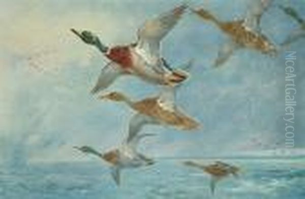 Driven By A Storm; Widgeon Allighting Oil Painting by Archibald Thorburn