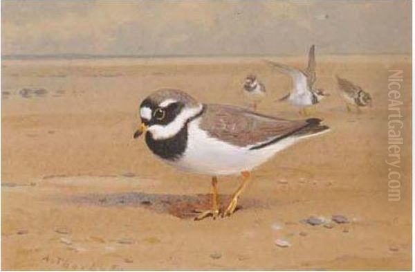 Ring Plover Oil Painting by Archibald Thorburn