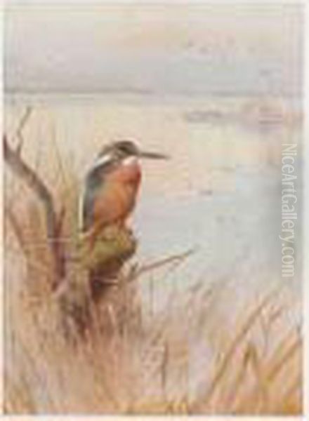 A Kingfisher; A Jay Oil Painting by Archibald Thorburn