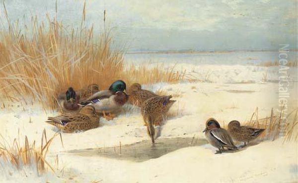 Mallard And Teal In The Snow Oil Painting by Archibald Thorburn