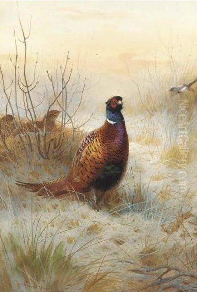 Pheasant In Winter Oil Painting by Archibald Thorburn