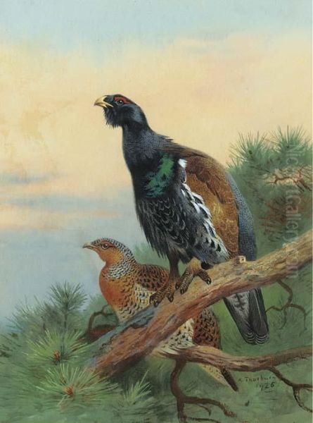 Capercaillie On A Scot's Pine Oil Painting by Archibald Thorburn