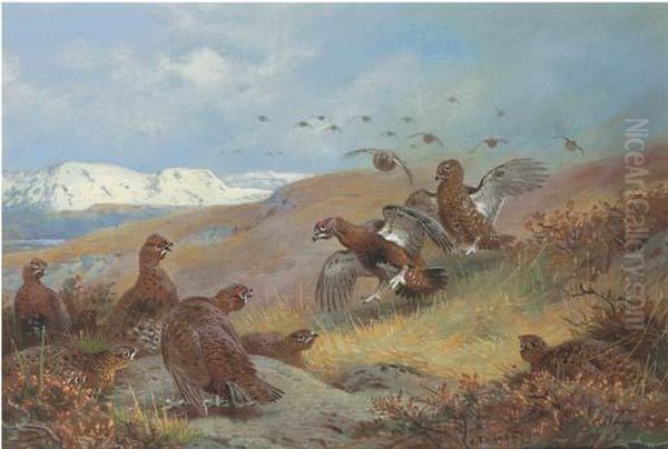 Red Grouse On Moorland Oil Painting by Archibald Thorburn