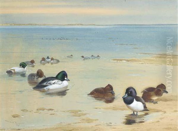 Goldeneye And Tufted Duck Oil Painting by Archibald Thorburn