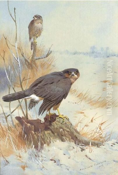 Sparrowhawk In Winter Oil Painting by Archibald Thorburn