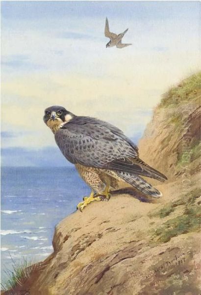 Peregrine Falcon Oil Painting by Archibald Thorburn